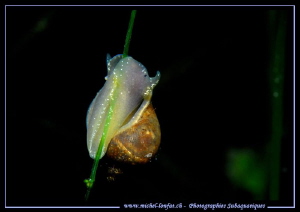 Freshwater Snail.... :O)... by Michel Lonfat 